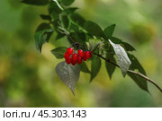 Vibrant image showcasing ripe red nightshade berries against a lush green backdrop. The contrast highlights the berries' vivid color and evokes a sense of nature's hidden beauty. Стоковое фото, фотограф Татьяна Степанищева / Фотобанк Лори