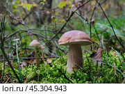 Белый гриб в осеннем лесу. Стоковое фото, фотограф Ольга Дмитренко / Фотобанк Лори