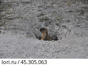 Сурок выглядывает из норы. Хвалынск, Саратовская область. Стоковое фото, фотограф Лариса / Фотобанк Лори