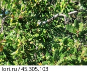 Дуб пушистый (Quercus pubescens) Стоковое фото, фотограф Татьяна Т / Фотобанк Лори