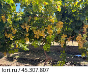 Grape harvest in Lachish district, Israel. Стоковое фото, фотограф Irina Opachevsky / Фотобанк Лори
