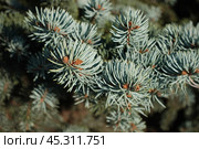 Ветви голубой ели. The branches of the blue spruce. Стоковое фото, фотограф Юрий Пуликов / Фотобанк Лори