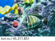 Portrait of Zebrasoma black-striped sailfin, Pacific Sailfin Surgeon, swimming in aquarium. Стоковое фото, фотограф Ирина Кононова / Фотобанк Лори