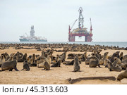 Колония капских морских котиков (Arctocephalus pusillus) у бухты Уолфиш бей на фоне добычи алмазов в море. Берег Атлантического океана, Намибия, Африка. Стоковое фото, фотограф Анна Ефимова / Фотобанк Лори