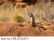 Капская земляная белка (Xerus inauris) ест семена. Долина Твифелфонтейн, Намибия. (2014 год). Стоковое фото, фотограф Анна Ефимова / Фотобанк Лори
