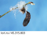 Куколка непарного шелкопряда (Lymantria dispar Linnaeus) Стоковое фото, фотограф Dmitry29 / Фотобанк Лори