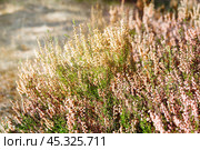 Кусты цветущего вереска обыкновенного (Calluna vulgaris) Стоковое фото, фотограф Светлана Качанова / Фотобанк Лори