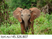 Baby elephant standing in tall grass flapping its ears. Стоковое AI-изображение, AI-художник Иван Рябоконь / Фотобанк Лори