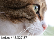 Кошка. Стоковое фото, фотограф Емельянова Александра / Фотобанк Лори