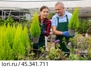 Two focused professional gardeners in uniform checking Cupressus Goldcrest Wilma plants in pots. Стоковое фото, фотограф Яков Филимонов / Фотобанк Лори