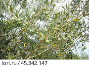 The olive, botanical name Olea europaea, meaning European olive, is a species of small tree or shrub in the family Oleaceae, found traditionally in the Mediterranean Basin, Africa and western Asia. Стоковое фото, фотограф Юлия Петровская / Фотобанк Лори