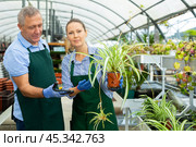 Two skilled male and female gardeners in apron talking about potted Chlorophytum comosum Variegatum plant in glasshouse. Стоковое фото, фотограф Яков Филимонов / Фотобанк Лори