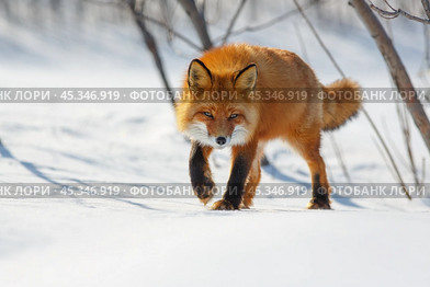 A red fox steals cautiously through the snow. Wild fox (Vulpes vulpes) in its natural habitat in the tundra in the Arctic. A predatory animal. Wildlife of Chukotka and Siberia. The Far North of Russia. Стоковое фото, фотограф Андрей Степанов / Фотобанк Лори
