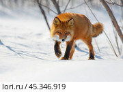 A red fox steals cautiously through the snow. Wild fox (Vulpes vulpes) in its natural habitat in the tundra in the Arctic. A predatory animal. Wildlife of Chukotka and Siberia. The Far North of Russia. Стоковое фото, фотограф Андрей Степанов / Фотобанк Лори