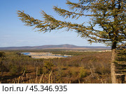 View of the river valley and the road bridge across the river. Larch in the foreground. In the distance is the village of Ola. Ola River, Olsky District, Magadan Region, Siberia, Russian Far East. Стоковое фото, фотограф Андрей Степанов / Фотобанк Лори