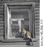 Ободранная кошка на деревянном окне. Стоковое фото, фотограф Яковлев Сергей / Фотобанк Лори