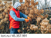 A gardener wearing gloves trims wilted hydrangea flowers before winter. Стоковое фото, фотограф Ольга Сейфутдинова / Фотобанк Лори