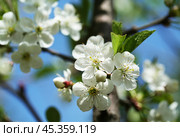 Белые цветы вишни на фоне голубого неба. Крупный план. Spring. Cherry blossoms. Стоковое фото, фотограф Лариса Гордеева / Фотобанк Лори
