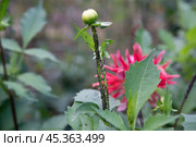 young shoot with black aphid pests attacking a flower. Стоковое фото, фотограф Татьяна Терехина / Фотобанк Лори