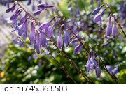 Selective focus of purple flowers of perennial plant Hosta. Стоковое фото, фотограф Татьяна Терехина / Фотобанк Лори