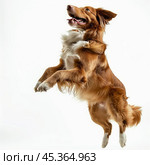 Happy dog jumping and playing on white background. Стоковое AI-изображение, AI-художник Иван Рябоконь / Фотобанк Лори