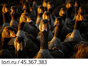 Greylag geese flock looking at camera in golden hour light. Стоковое AI-изображение, AI-художник Иван Рябоконь / Фотобанк Лори