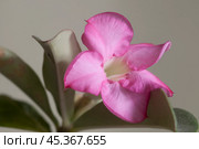 Adenium obesum flower, close up shot. Стоковое фото, фотограф Александр Курлович / Фотобанк Лори