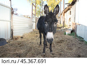 Портрет черного ослика. Стоковое фото, фотограф Ольга Карнеева / Фотобанк Лори