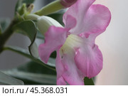 Adenium obesum flower, close up shot. Стоковое фото, фотограф Александр Курлович / Фотобанк Лори