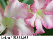 Adenium obesum flower, close up shot. Стоковое фото, фотограф Александр Курлович / Фотобанк Лори