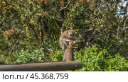 A monkey macaca fascicularis sits on a wooden fence, holds it in its paws and eats bread. Lush tropical vegetation all around. Mauritius. Trou-aux-Cerfs. Стоковое фото, фотограф Вера Ивановна Кубарева / Фотобанк Лори