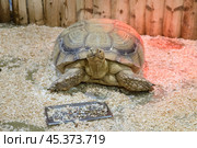 The big African spurred tortoise (Geochelone sulcata) or Sulcata Tortoise at the zoo. Стоковое фото, фотограф Регина Ерофеева / Фотобанк Лори