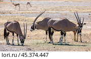 Some oryx gazelles feeding together in safari. Стоковое фото, фотограф Яков Филимонов / Фотобанк Лори