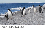 Adelie Penguins walk along beach. Стоковое видео, видеограф Vladimir / Фотобанк Лори