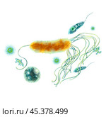 Study of bacteria and protozoa. Illustration of single-celled. Soap, antiseptic and hygiene product labels. For design of medical brochures and posters. Printing educational books, encyclopedias, etc. Стоковая иллюстрация, иллюстратор Larisa Hamukova / Фотобанк Лори