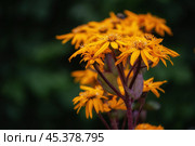 Ligularia dentata, бузульник зубчатый. Стоковое фото, фотограф Юлия Бабкина / Фотобанк Лори