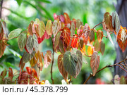 Begonia Dietrichiana. Стоковое фото, фотограф Юлия Бабкина / Фотобанк Лори