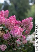 Hydrangea paniculata Vanille Fraise on a stem. Стоковое фото, фотограф Ольга Сейфутдинова / Фотобанк Лори