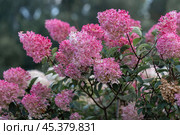 Hydrangea paniculata Vanille Fraise on a stem. Стоковое фото, фотограф Ольга Сейфутдинова / Фотобанк Лори