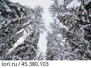 Заснеженные кроны деревьев. Стоковое фото, фотограф Яковлев Сергей / Фотобанк Лори