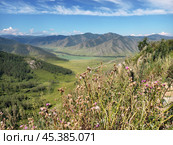 View on Altai valley from mountain pass Chike-Taman. Cirsium bushes are on foreground. Стоковое фото, фотограф Сергей Пристяжнюк (Serg Zastavkin) / Фотобанк Лори
