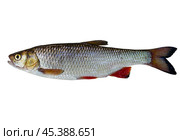 Freshwater fish isolated on white background closeup. Стоковое фото, фотограф Жанна Гапанович / Фотобанк Лори