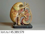 Anatomical model of human kidney showing internal structure. Стоковое AI-изображение, AI-художник Иван Рябоконь / Фотобанк Лори