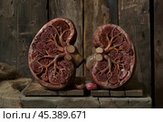 Pair of pig kidneys showing nephrons, ureter, and blood vessels on rustic wood background. Стоковое AI-изображение, AI-художник Иван Рябоконь / Фотобанк Лори