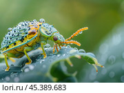 Colorful jewel beetle standing on a green leaf covered with dew. Стоковое AI-изображение, AI-художник Иван Рябоконь / Фотобанк Лори