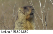 Сурок байбак или степной сурок Marmota bobak. Стоковое видео, видеограф Александр Мамонтов / Фотобанк Лори