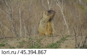 Сурок байбак или степной сурок Marmota bobak. Стоковое видео, видеограф Александр Мамонтов / Фотобанк Лори