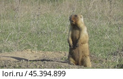 Сурок байбак или степной сурок Marmota bobak. Стоковое видео, видеограф Александр Мамонтов / Фотобанк Лори