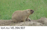 Сурок байбак или степной сурок Marmota bobak. Стоковое видео, видеограф Александр Мамонтов / Фотобанк Лори
