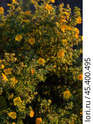 Yellow flowers of dasiphora shrub, dasiphora fruticosa or kuril tea shrubby. Vertical crop. Стоковое фото, фотограф Elena Grishina / Фотобанк Лори